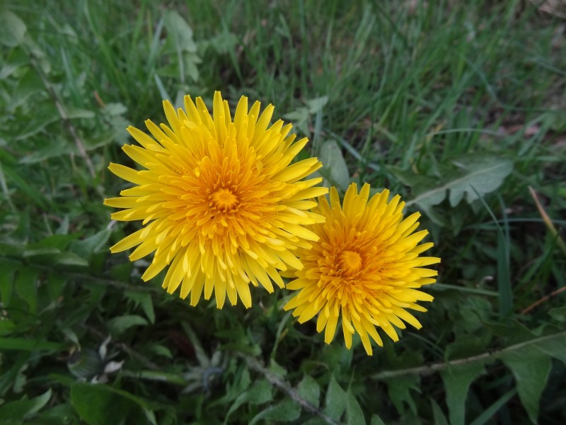 Changes to management allows the flowers to complete their full cycle and set their seeds for the next year, creating sustainable species-rich meadows containing wildflowers such as Dandelion and Common Carder