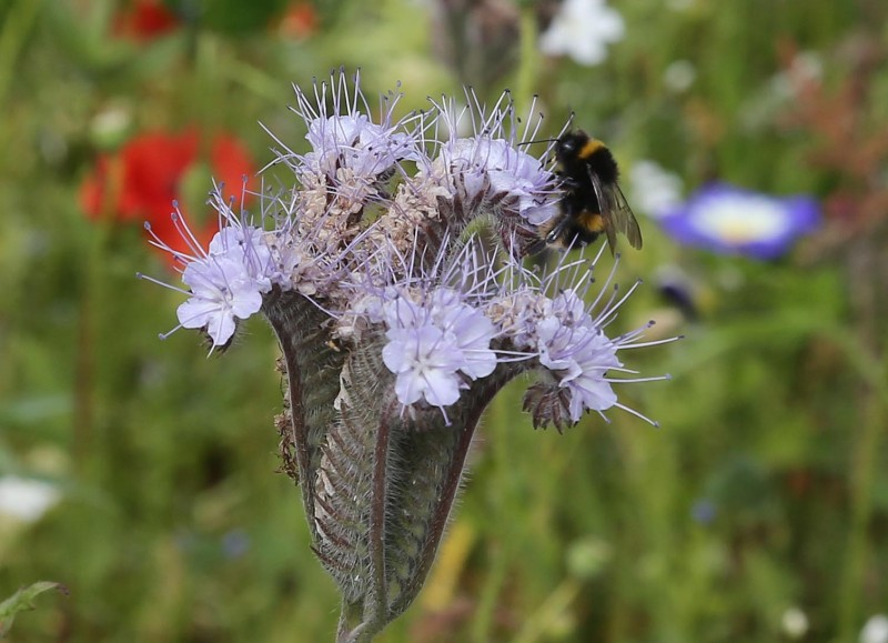 A bee enjoys the wildflower bed in Coleraine.