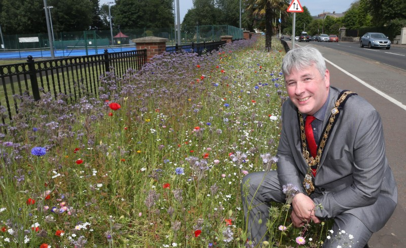 The Mayor of Causeway Coast and Glens Borough Council Councillor Richard Holmes pictured at the beautiful wildflower bed in bloom at Anderson Park in Coleraine.