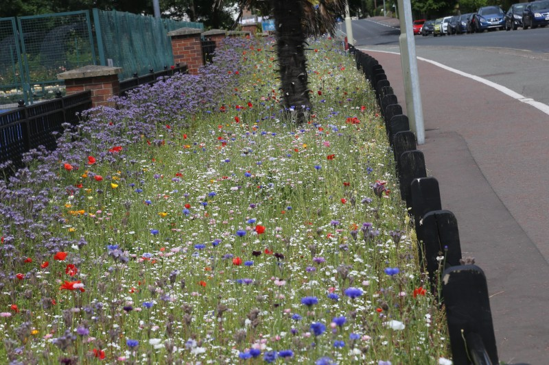 One of Causeway Coast and Glens Borough Council’s wildflower beds in bloom at Anderson Park in Coleraine.
