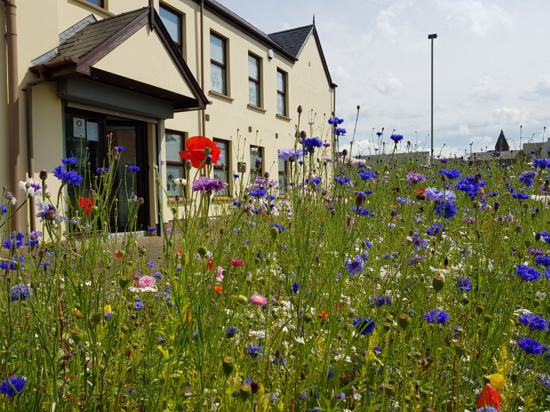 A wildflower bed maintained by Causeway Coast and Glens Borough Council at Abbey Street in Coleraine.