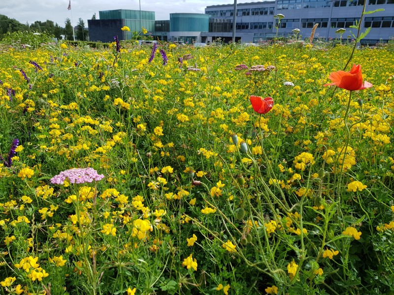 A wildflower bed filled with pollinator-friendly blooms near Causeway Coast and Glens Borough Council’s office in Coleraine.
