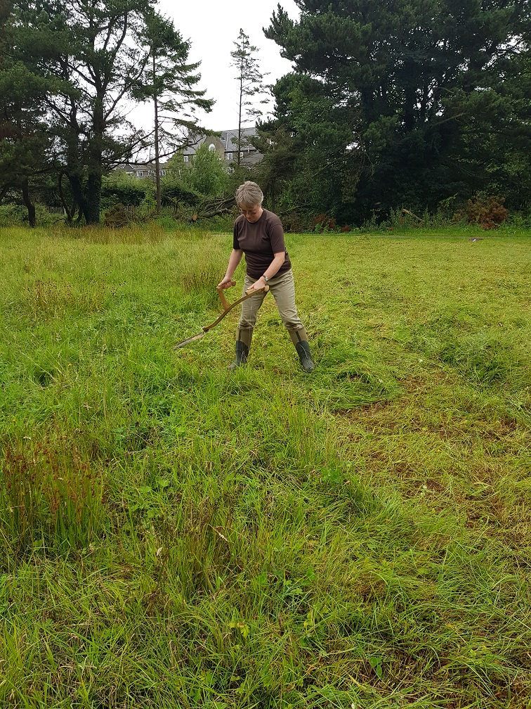 A volunteer uses a traditional scythe during a meadow management event at Riverside Park, Ballymoney.