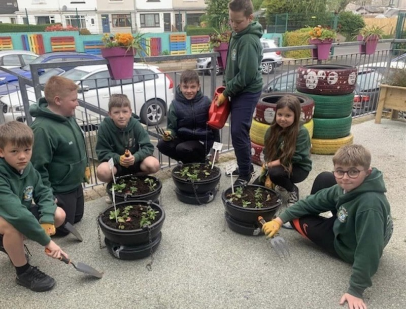 Pupils from St Johns Primary School make the finishing touches to their hanging baskets for display in Coleraine’s town centre.