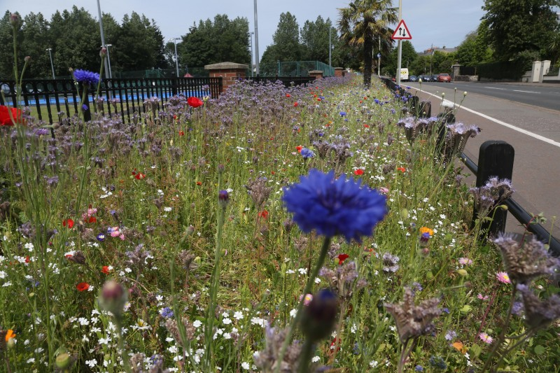 A beautiful wildflower bed in full bloom at Anderson Park in Coleraine