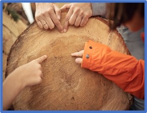 childrens hands on a tree stump