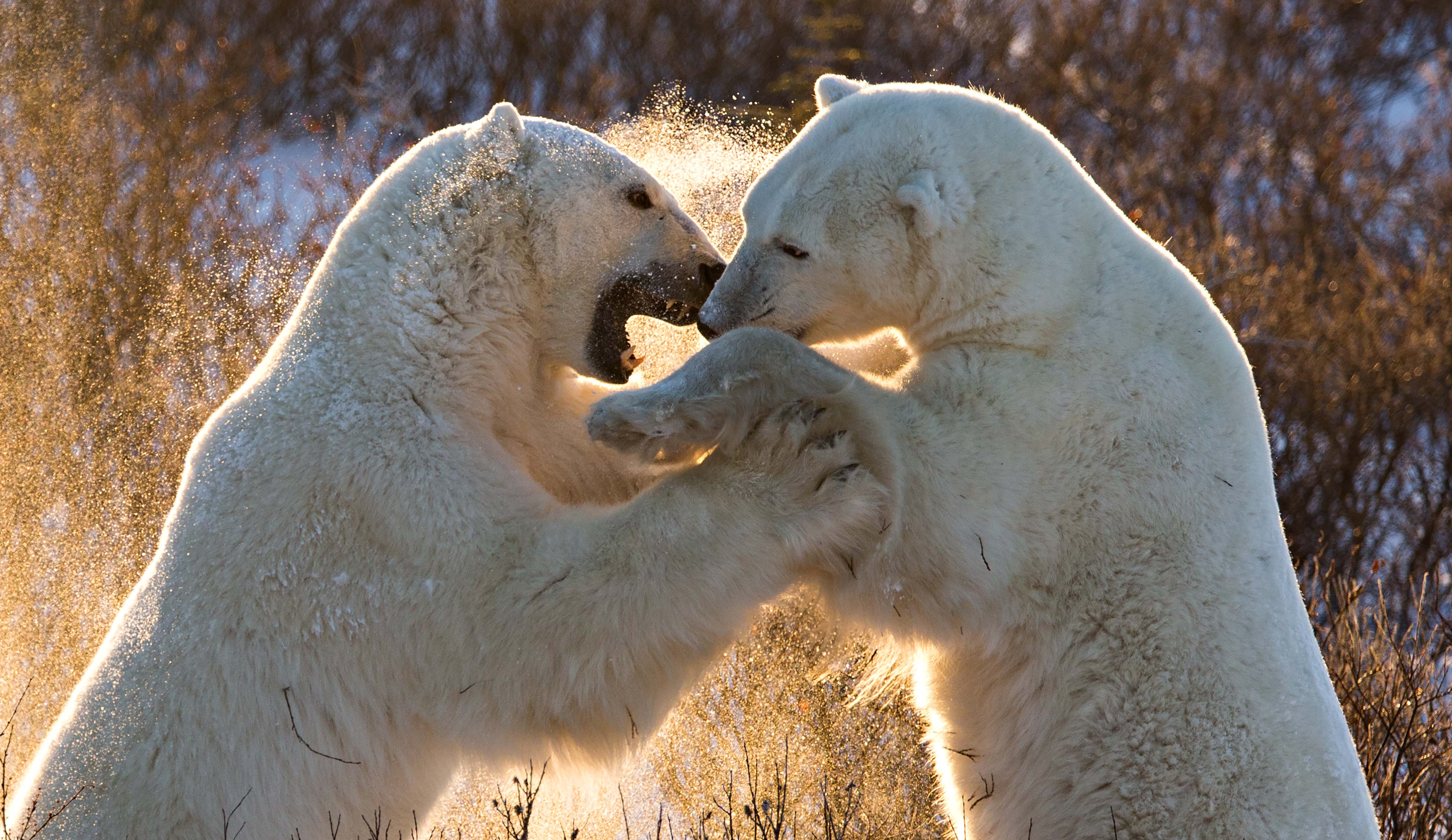 Спаривание белое. Белый медведь. Белый медведь самец. Белый медведь с медвежатами. Медведи спариваются.