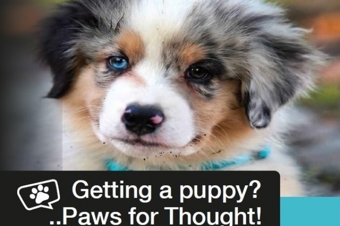 ‘Paws for Thought’ if you’re thinking about buying a puppy this Christmas