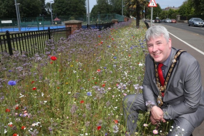 Wildflowers back in bloom across the Borough