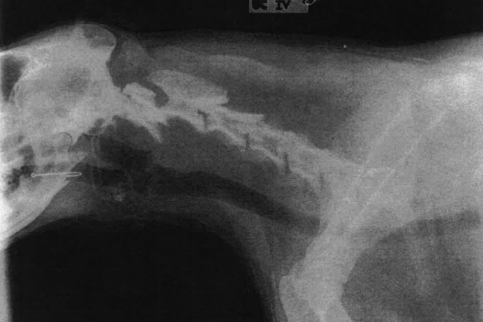 Council appeal after pet dog is injured by discarded fishing tackle