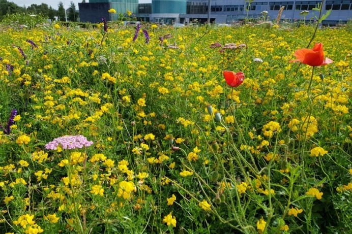 Causeway Coast and Glens Borough Council joins All-Ireland Pollinator Plan
