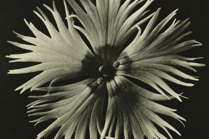 Prestigious Hayward Gallery Touring exhibition by Karl Blossfeldt coming to Roe Valley Arts and Cultural Centre